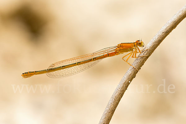 Kleine Pechlibelle (Ischnura pumilio)