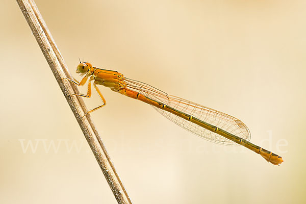 Kleine Pechlibelle (Ischnura pumilio)