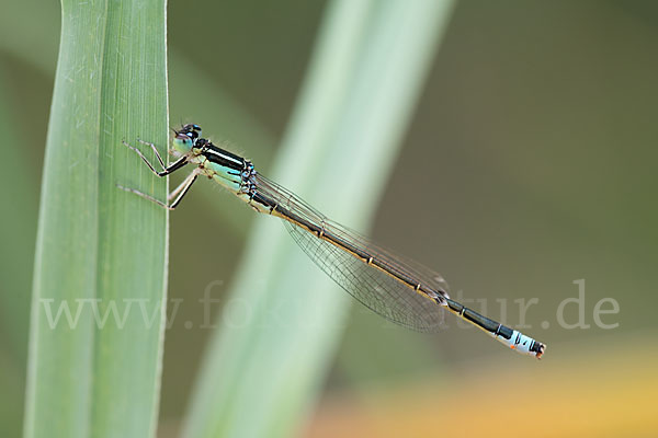 Kleine Pechlibelle (Ischnura pumilio)