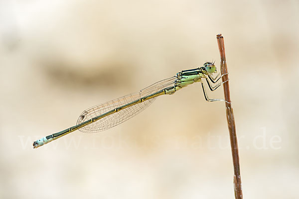 Kleine Pechlibelle (Ischnura pumilio)