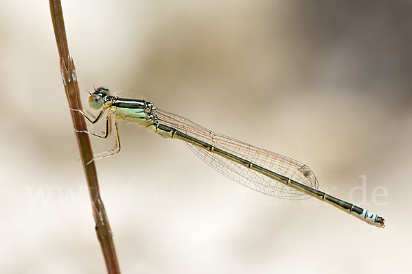 Kleine Pechlibelle (Ischnura pumilio)