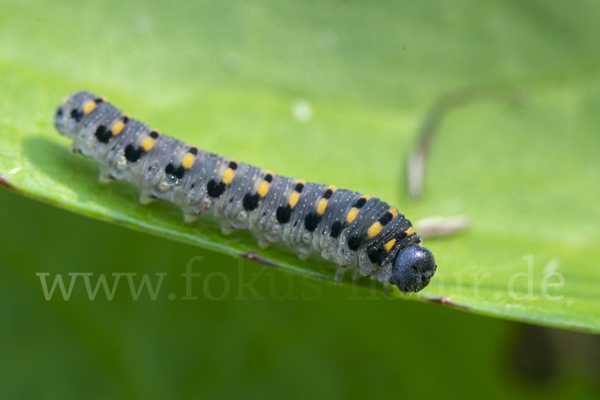 Kleine Seidenglänzende Keulhornblattwespe (Abia sericea)