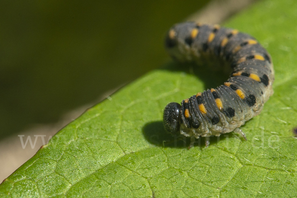 Kleine Seidenglänzende Keulhornblattwespe (Abia sericea)