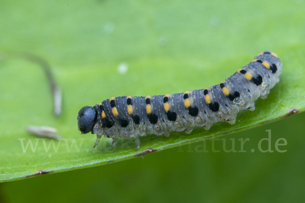 Kleine Seidenglänzende Keulhornblattwespe (Abia sericea)