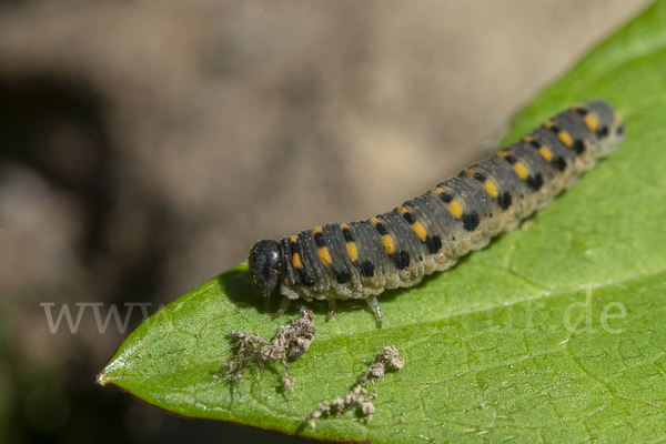 Kleine Seidenglänzende Keulhornblattwespe (Abia sericea)