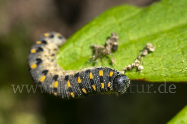 Kleine Seidenglänzende Keulhornblattwespe (Abia sericea)