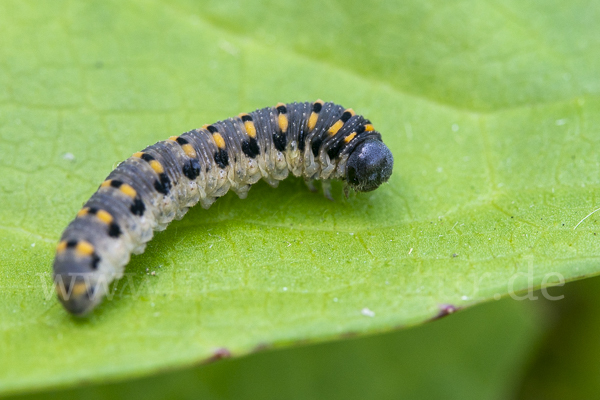 Kleine Seidenglänzende Keulhornblattwespe (Abia sericea)