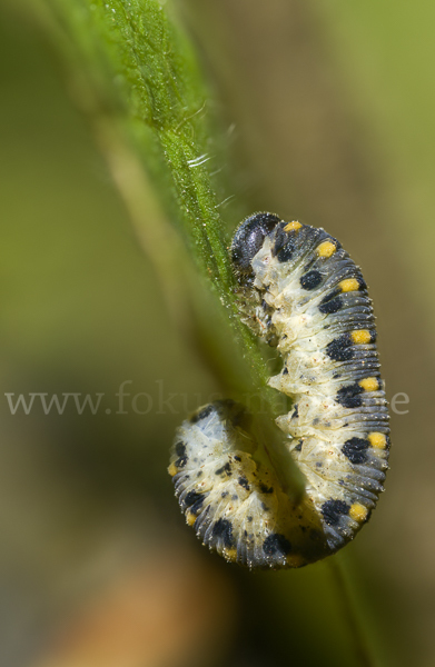 Kleine Seidenglänzende Keulhornblattwespe (Abia sericea)