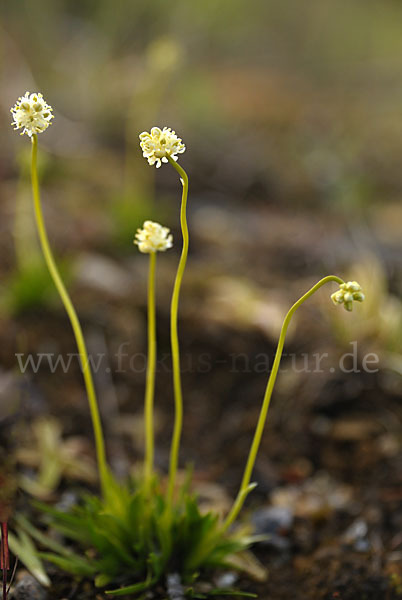 Kleine Simsenlilie (Tofieldia pusilla)