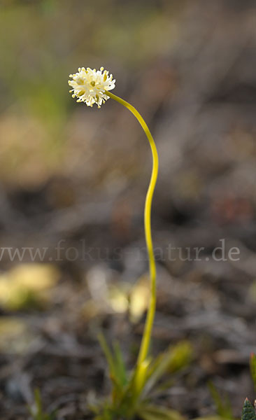 Kleine Simsenlilie (Tofieldia pusilla)