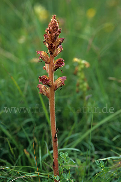 Kleine Sommerwurz (Orobanche minor)