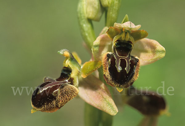 Kleine Spinnen-Ragwurz (Ophrys araneola)