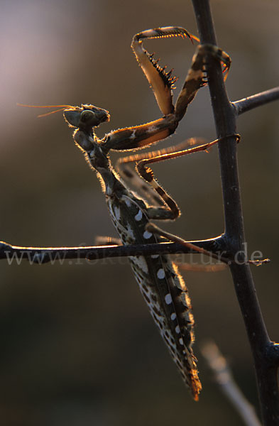 Kleine Teufelsblume (Blepharopsis mendica)