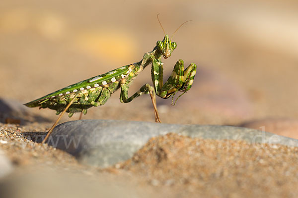 Kleine Teufelsblume (Blepharopsis mendica)