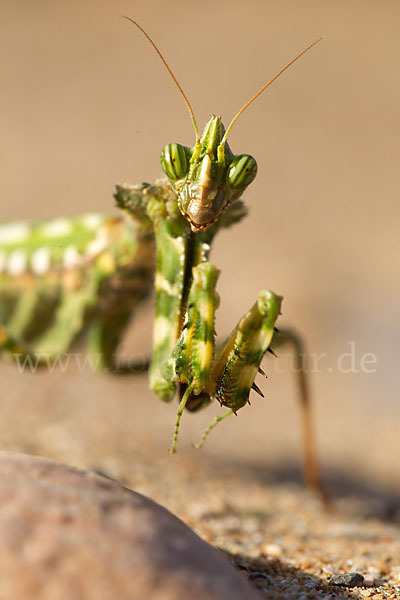 Kleine Teufelsblume (Blepharopsis mendica)