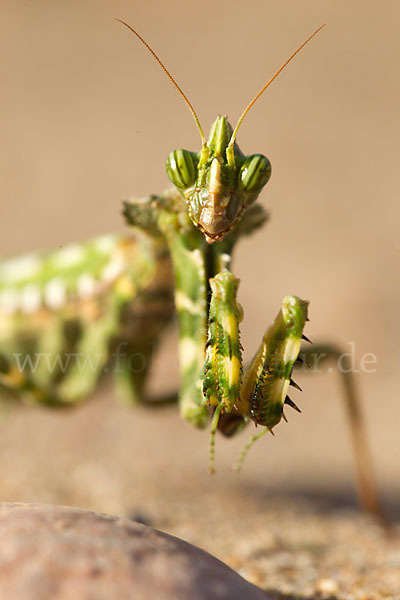 Kleine Teufelsblume (Blepharopsis mendica)