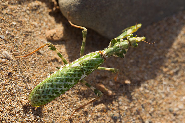 Kleine Teufelsblume (Blepharopsis mendica)