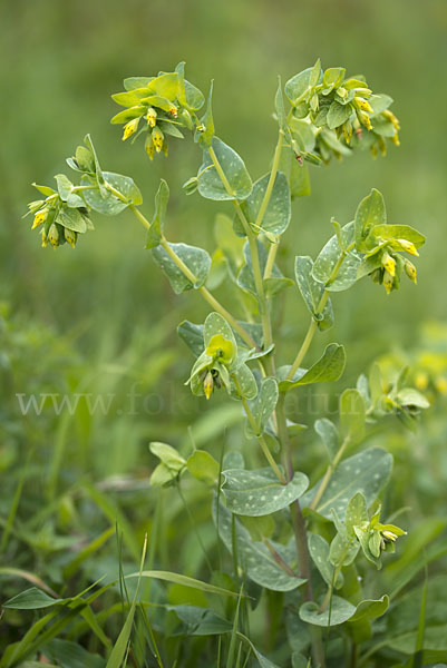 Kleine Wachsblume (Cerinthe minor)