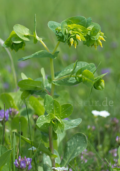 Kleine Wachsblume (Cerinthe minor)