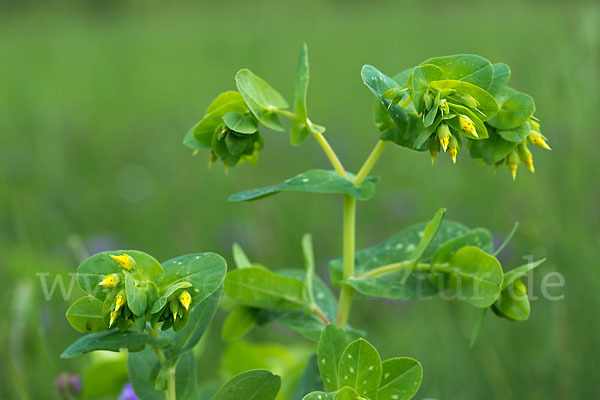 Kleine Wachsblume (Cerinthe minor)