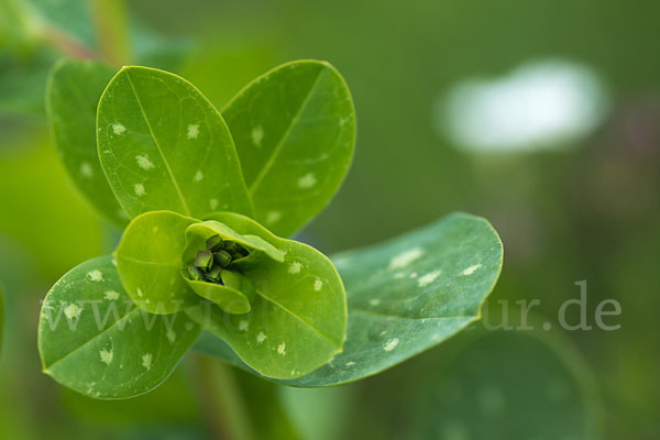 Kleine Wachsblume (Cerinthe minor)