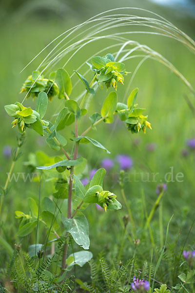 Kleine Wachsblume (Cerinthe minor)