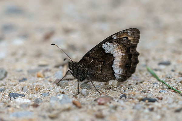 Kleine Waldportier (Hipparchia hermione)