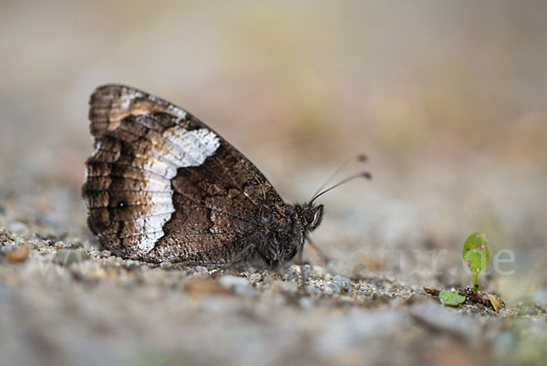 Kleine Waldportier (Hipparchia hermione)