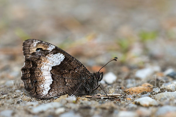 Kleine Waldportier (Hipparchia hermione)