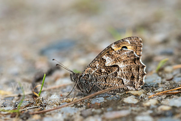 Kleine Waldportier (Hipparchia hermione)