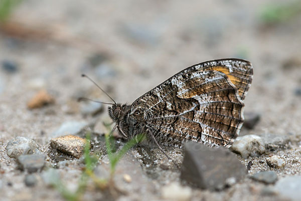 insekten, schmetterlinge, leo, tagfalter, butterfly, insects, hipparchia_alcyone, hipparchia_hermione, kleine_waldportier, rock_grayling