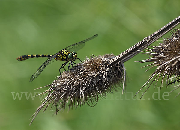 Kleine Zangenlibelle (Onychogomphus forcipatus)