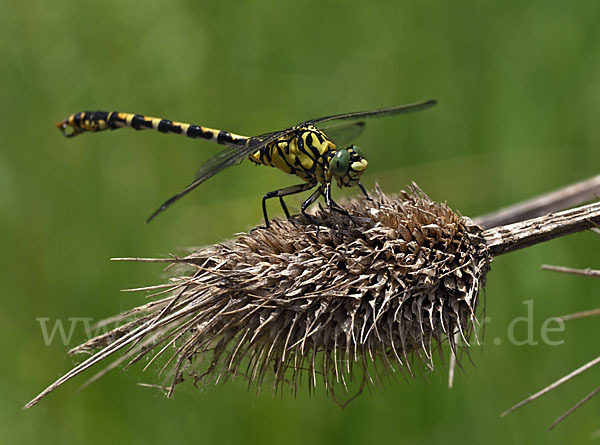 Kleine Zangenlibelle (Onychogomphus forcipatus)