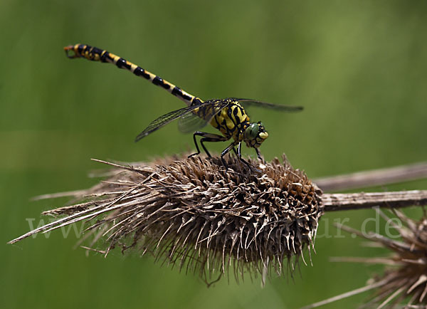 Kleine Zangenlibelle (Onychogomphus forcipatus)