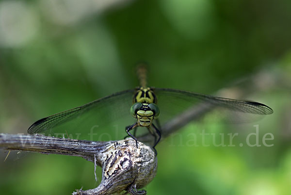 Kleine Zangenlibelle (Onychogomphus forcipatus)