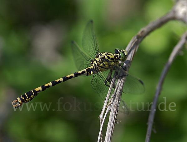 Kleine Zangenlibelle (Onychogomphus forcipatus)