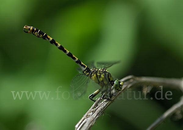 Kleine Zangenlibelle (Onychogomphus forcipatus)