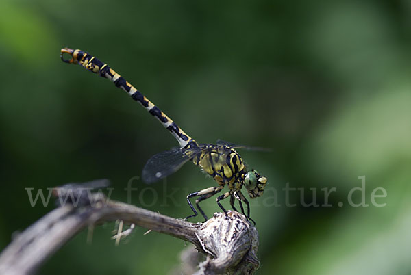 Kleine Zangenlibelle (Onychogomphus forcipatus)