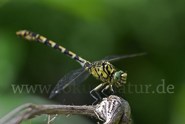 Kleine Zangenlibelle (Onychogomphus forcipatus)