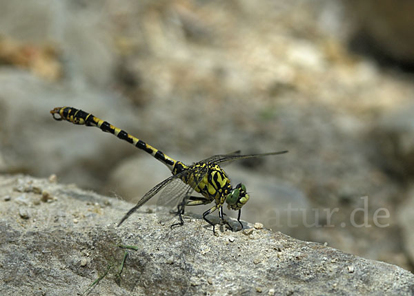 Kleine Zangenlibelle (Onychogomphus forcipatus)