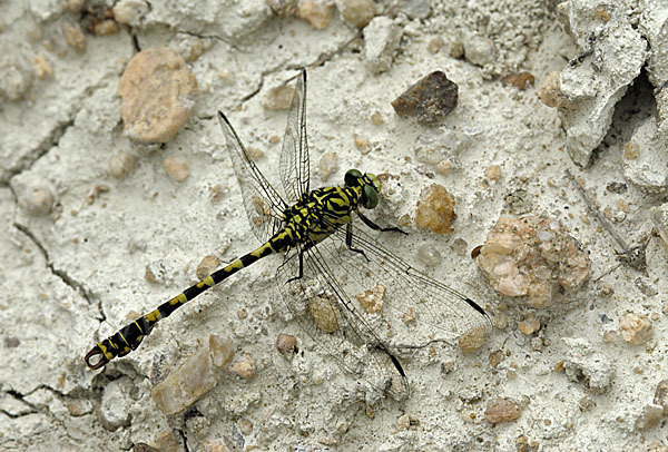 Kleine Zangenlibelle (Onychogomphus forcipatus)