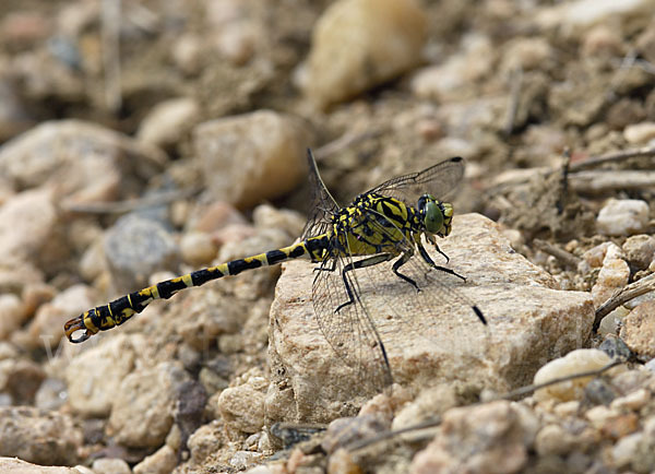 Kleine Zangenlibelle (Onychogomphus forcipatus)