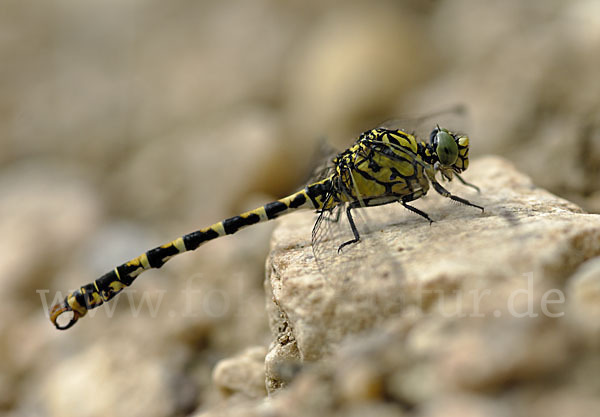 Kleine Zangenlibelle (Onychogomphus forcipatus)