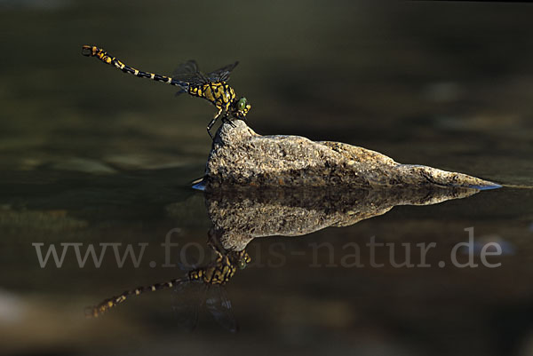 Kleine Zangenlibelle (Onychogomphus forcipatus)