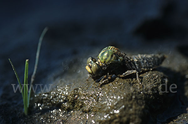 Kleine Zangenlibelle (Onychogomphus forcipatus)