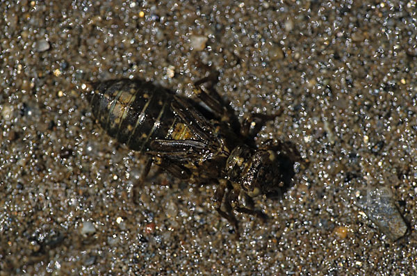 Kleine Zangenlibelle (Onychogomphus forcipatus)