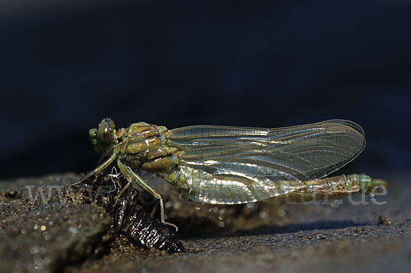 Kleine Zangenlibelle (Onychogomphus forcipatus)