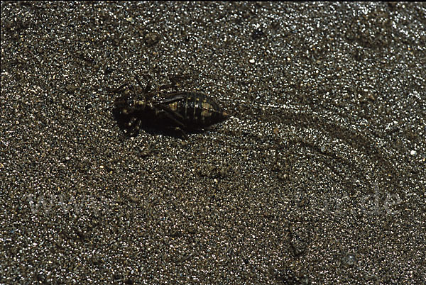 Kleine Zangenlibelle (Onychogomphus forcipatus)