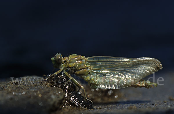 Kleine Zangenlibelle (Onychogomphus forcipatus)