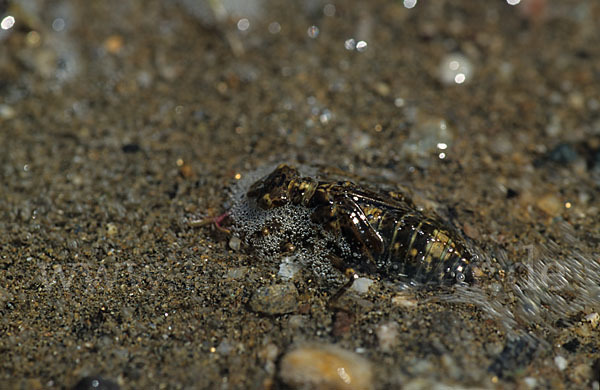 Kleine Zangenlibelle (Onychogomphus forcipatus)